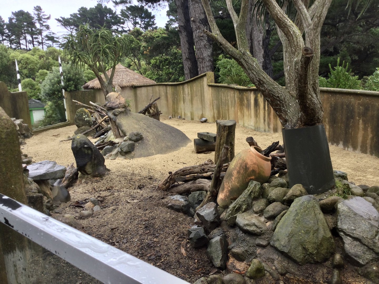 Slender-tailed Meerkat Exhibit