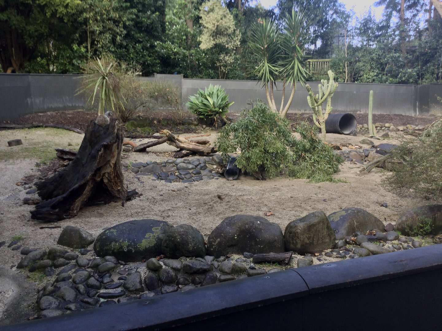 Slender-tailed Meerkat Exhibit