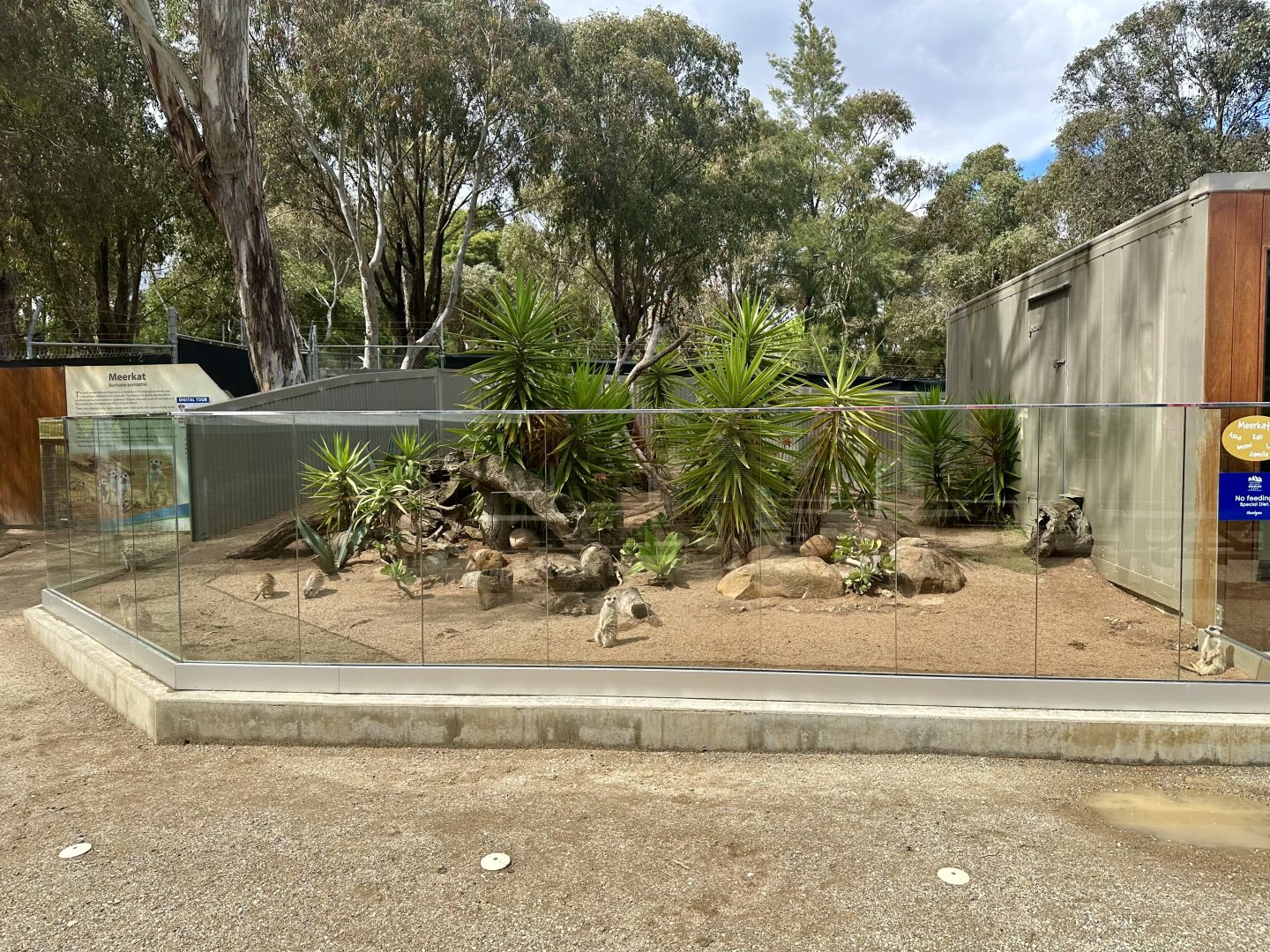 Slender-tailed Meerkat Exhibit