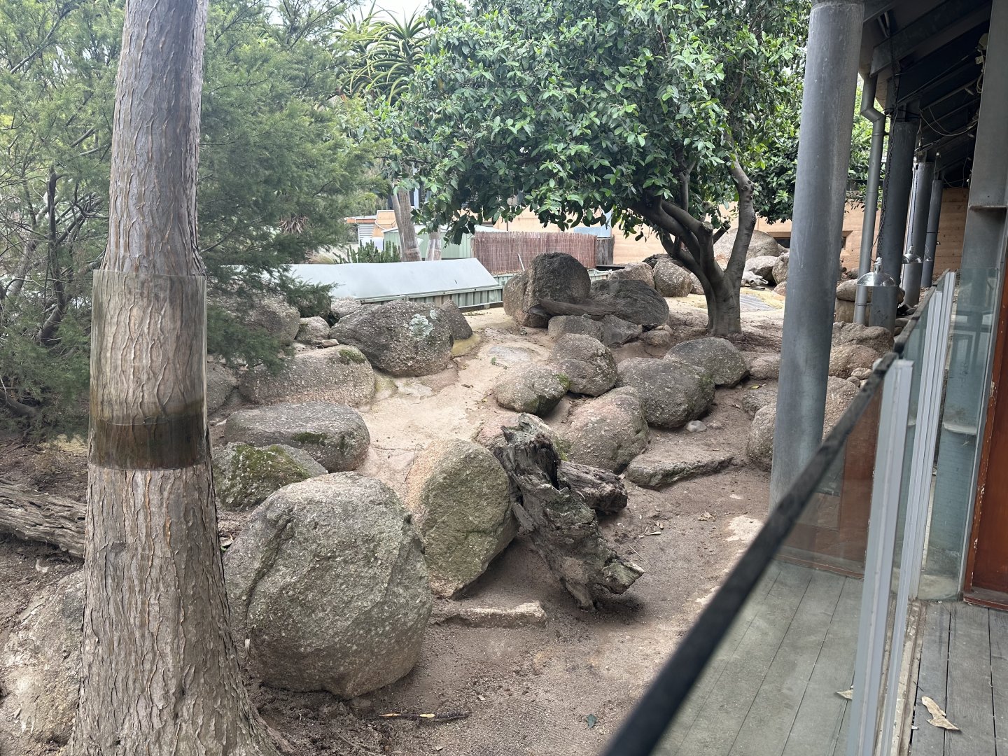 Slender-tailed Meerkat Exhibit