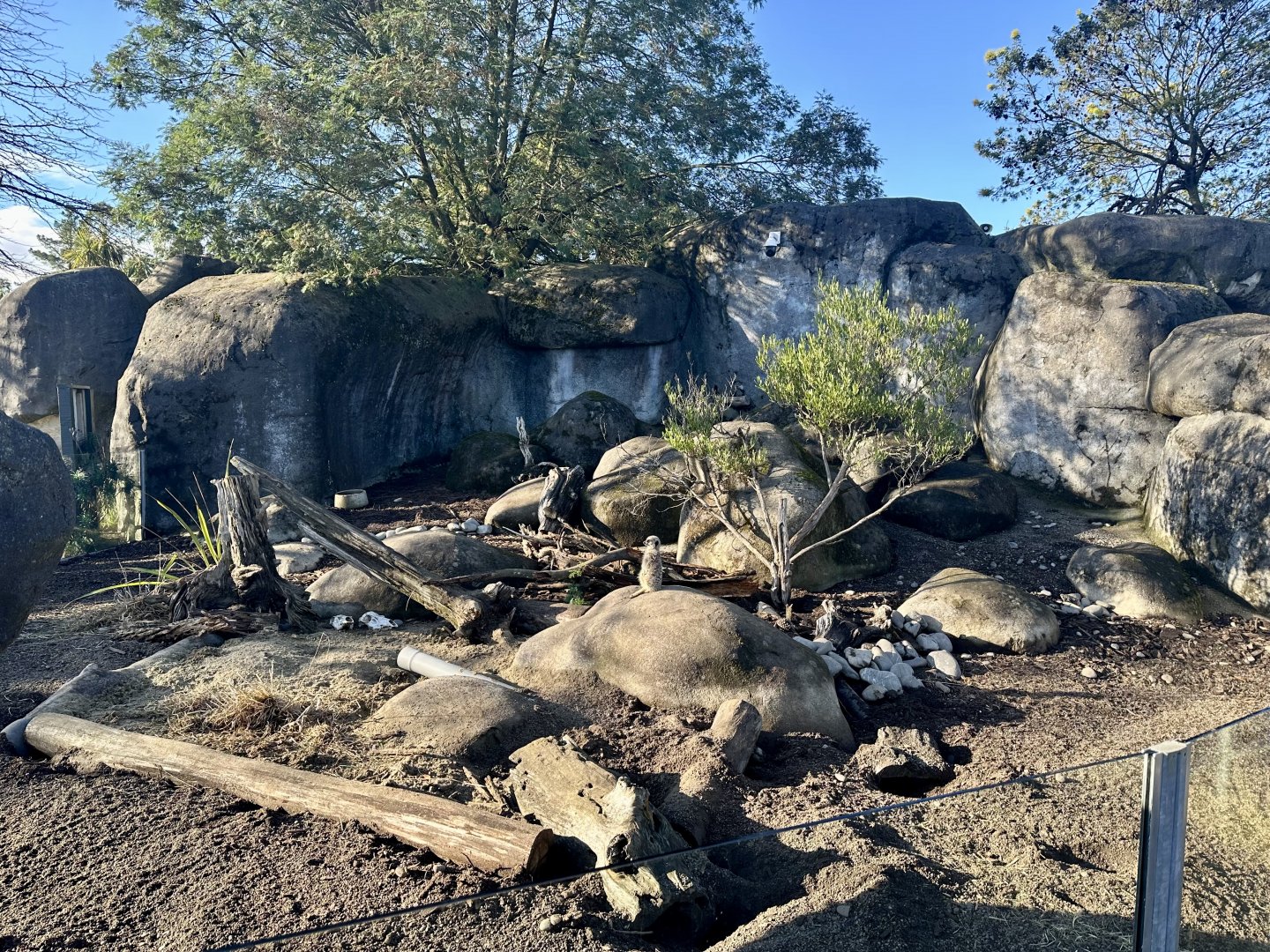 Slender-tailed Meerkat Exhibit