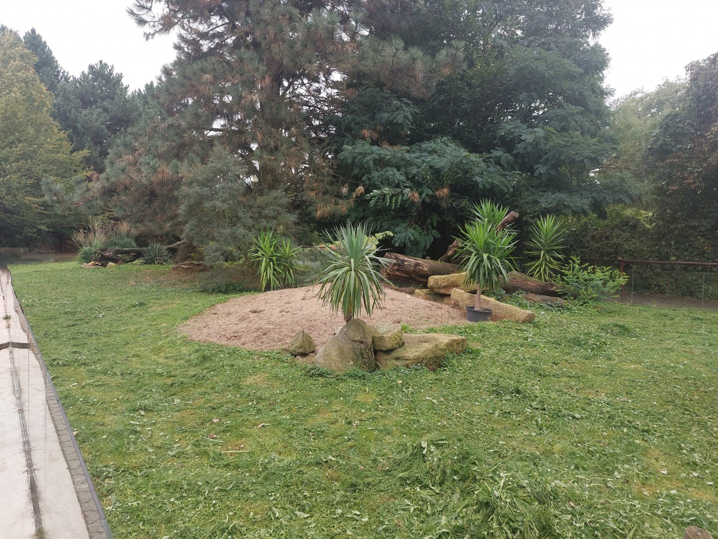 Slender-tailed meerkat exhibit
