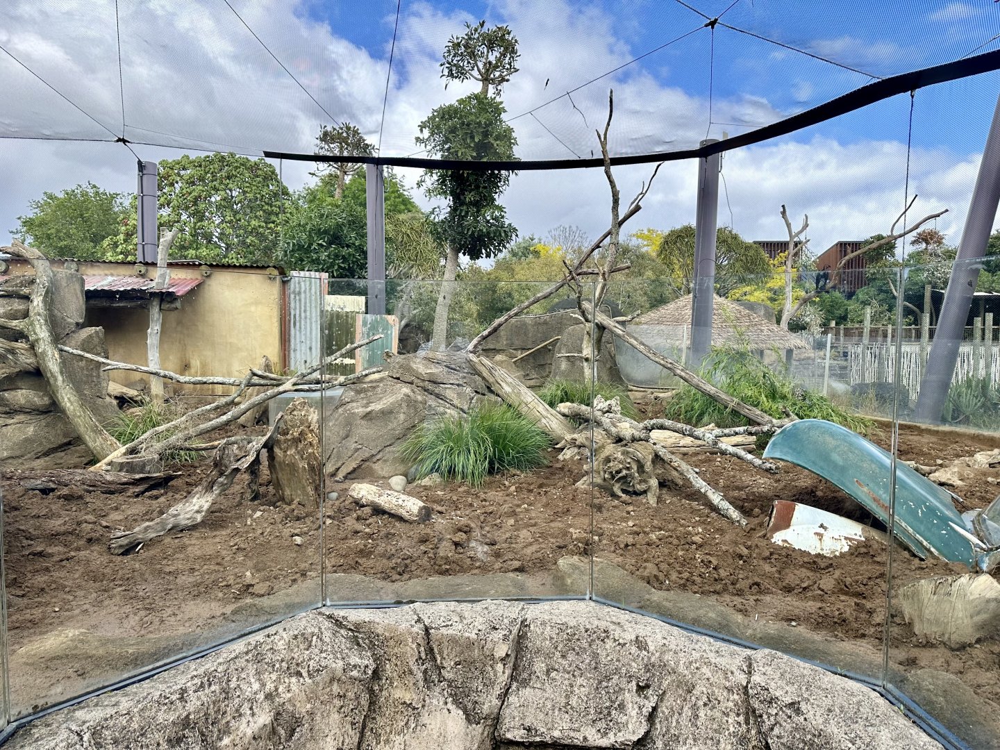Slender-tailed Meerkat Exhibit