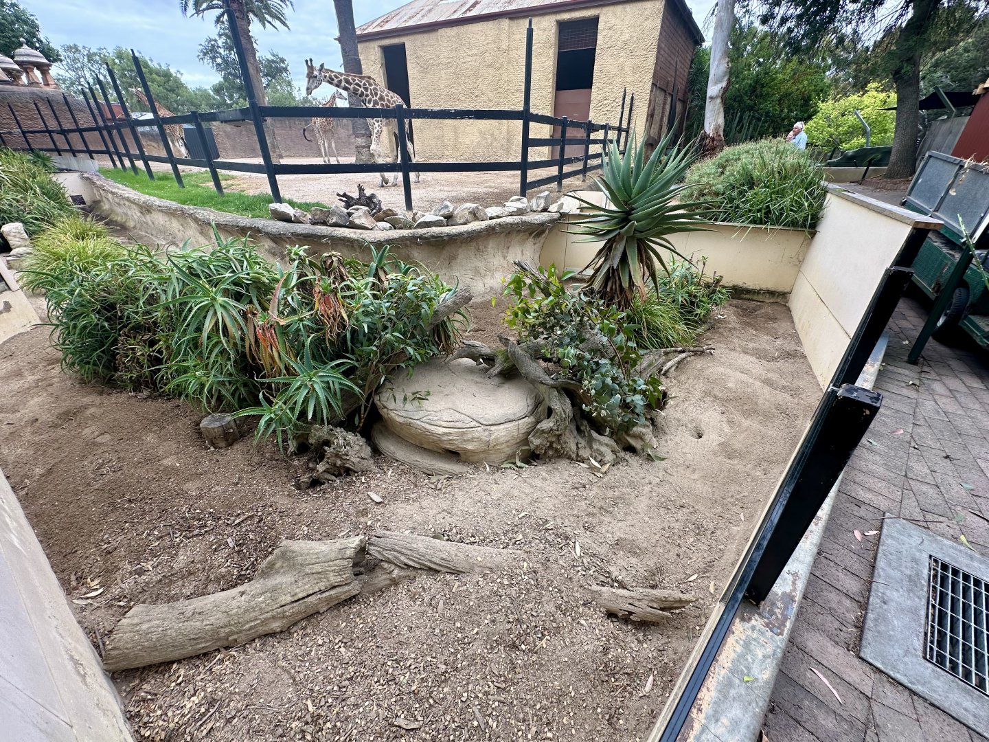 Slender-tailed Meerkat Exhibit