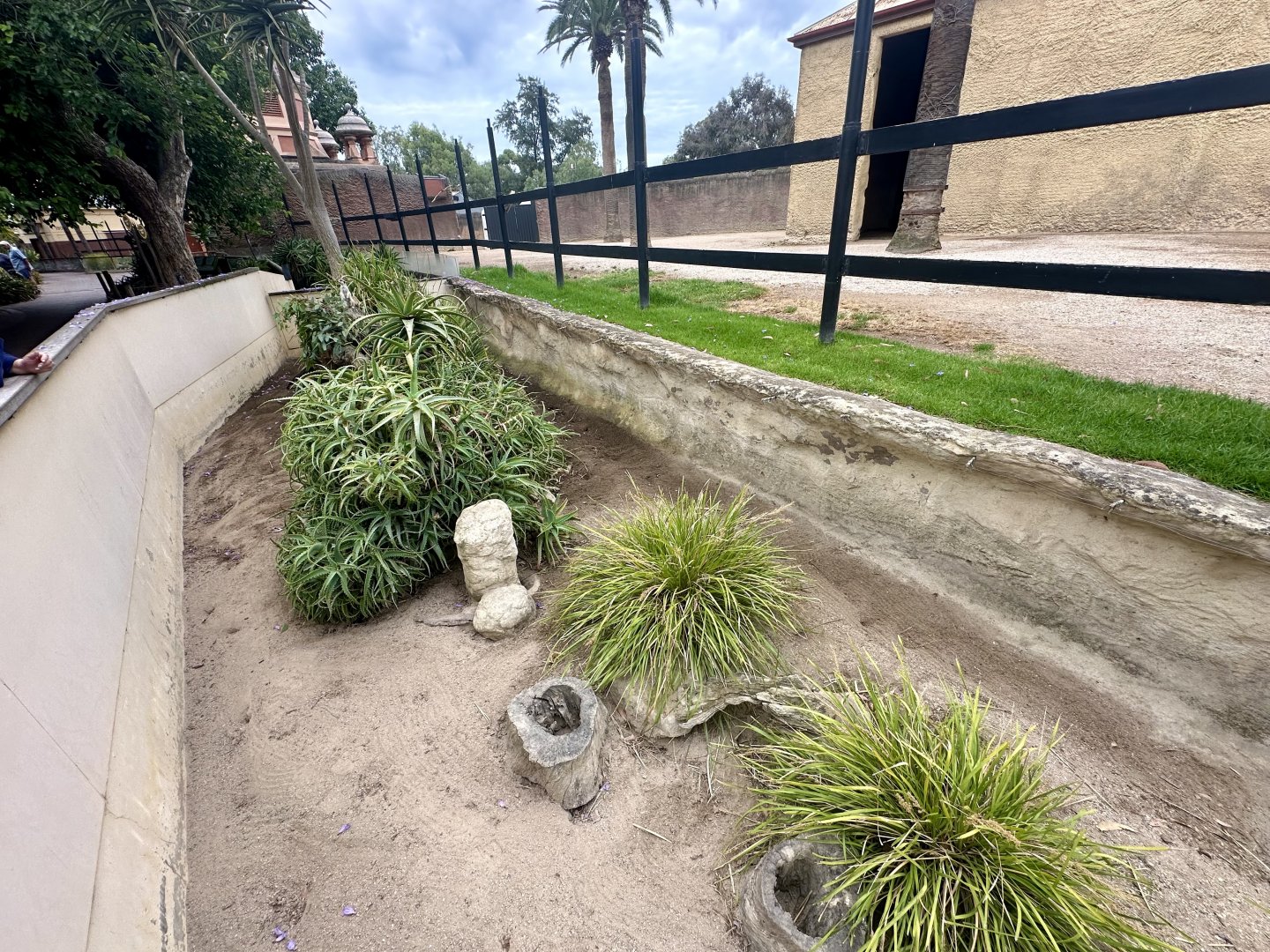 Slender-tailed Meerkat Exhibit