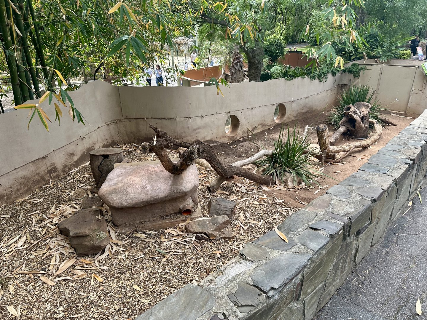 Slender-tailed Meerkat Exhibit