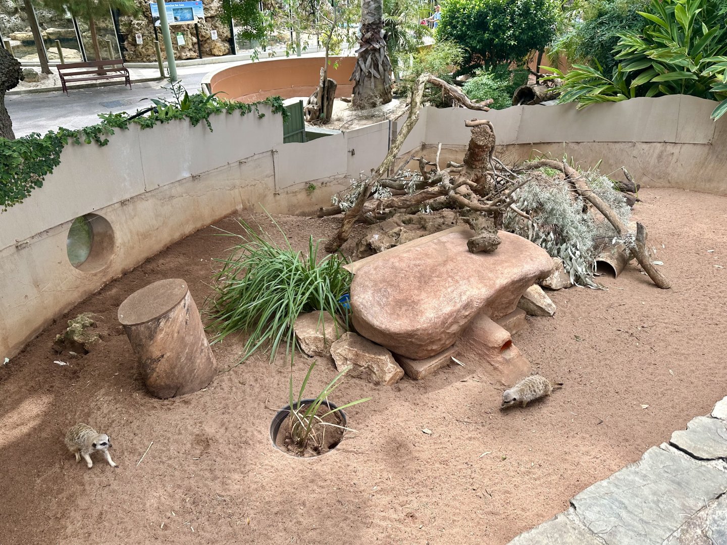Slender-tailed Meerkat Exhibit