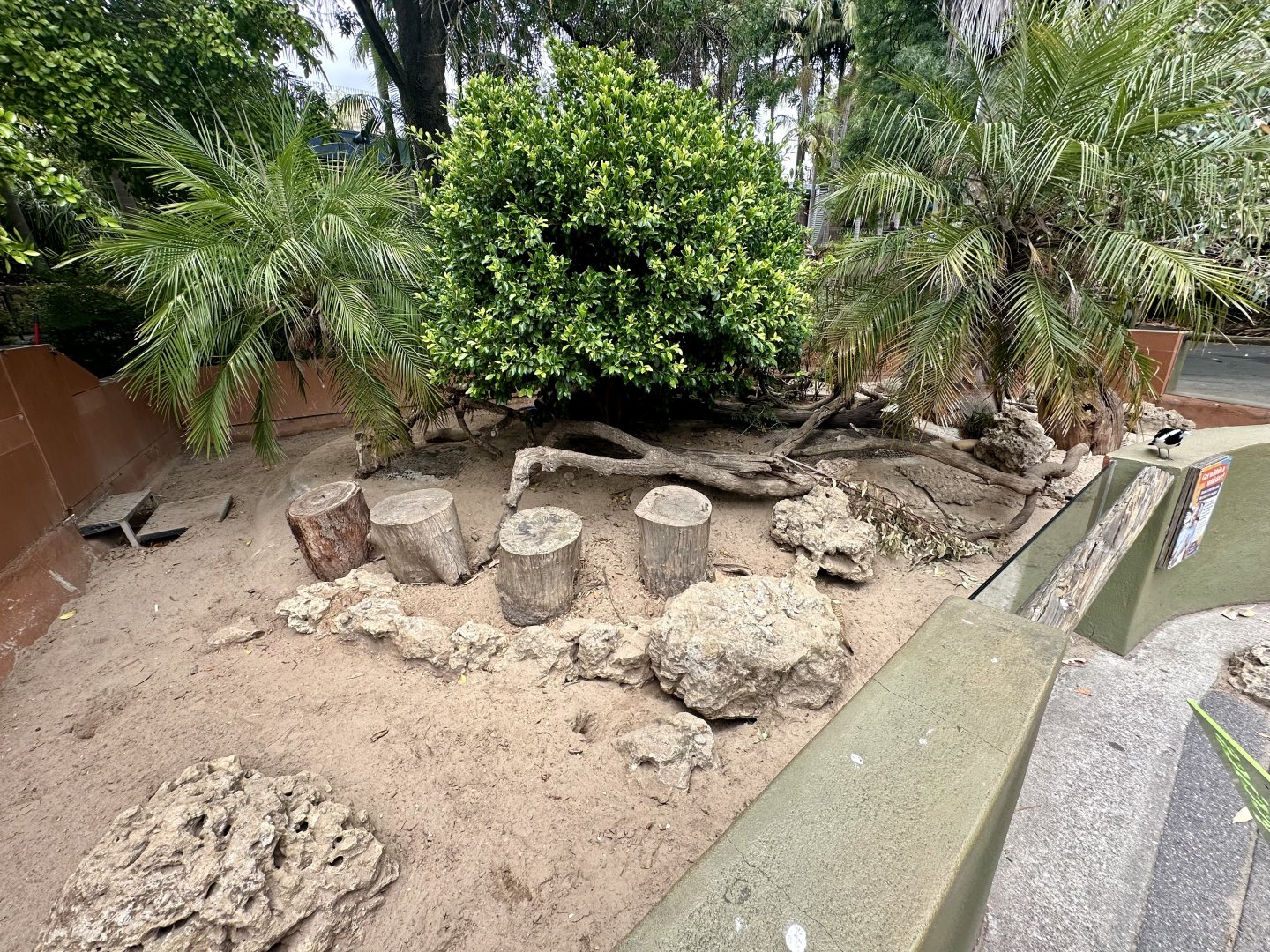 Slender-tailed Meerkat Exhibit