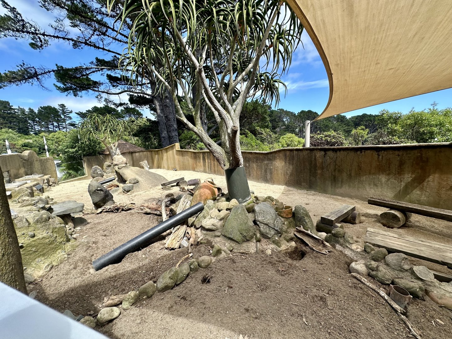 Slender-tailed Meerkat Exhibit