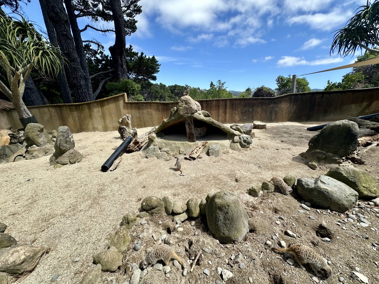 Slender-tailed Meerkat Exhibit