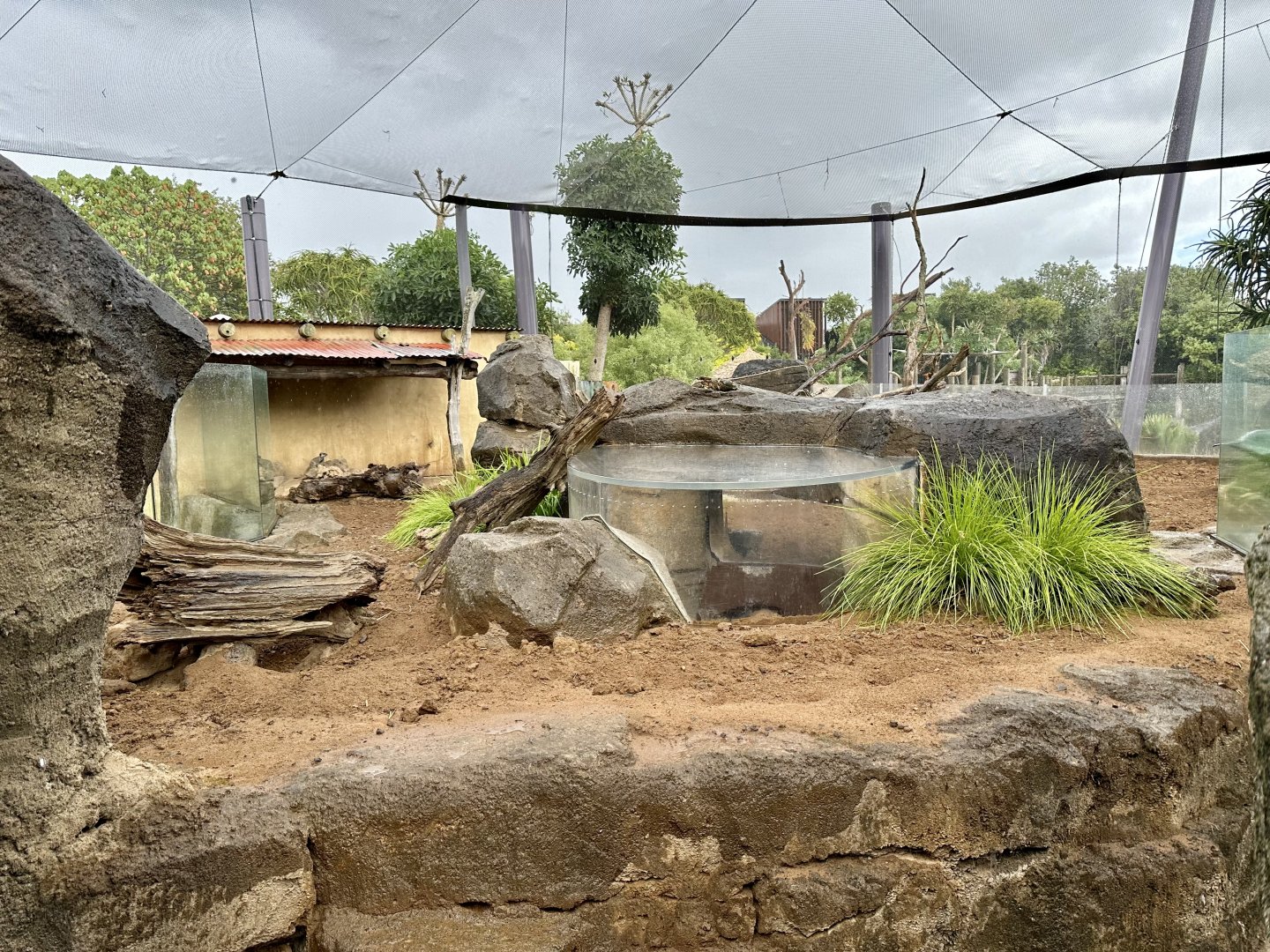 Slender-tailed Meerkat Exhibit