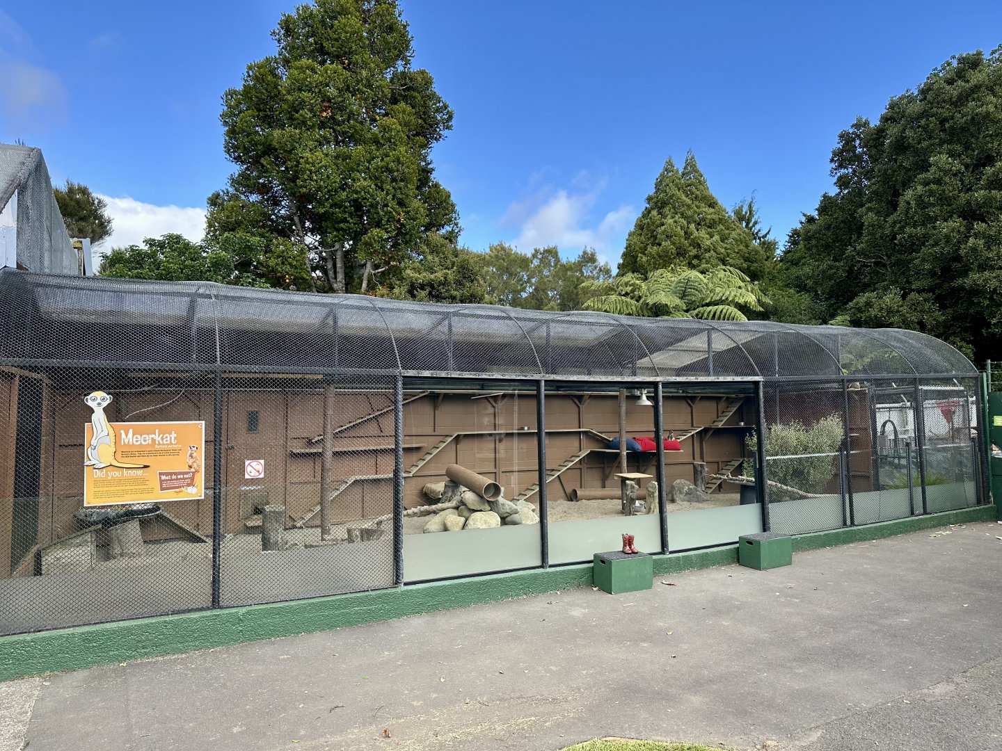Slender-tailed Meerkat Exhibit