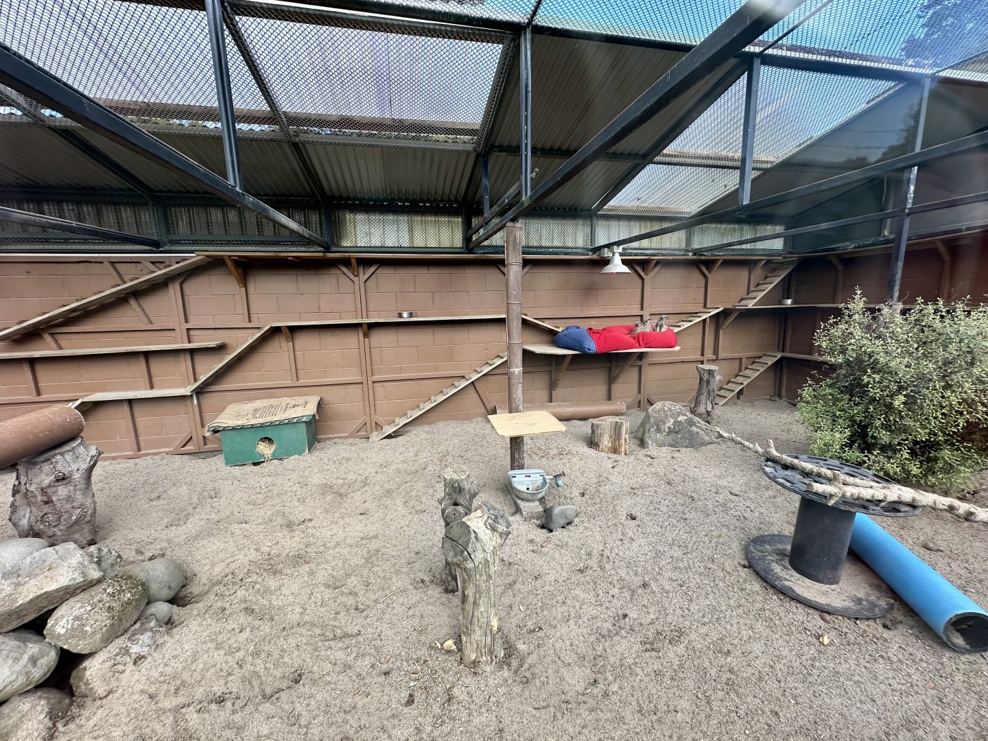 Slender-tailed Meerkat Exhibit