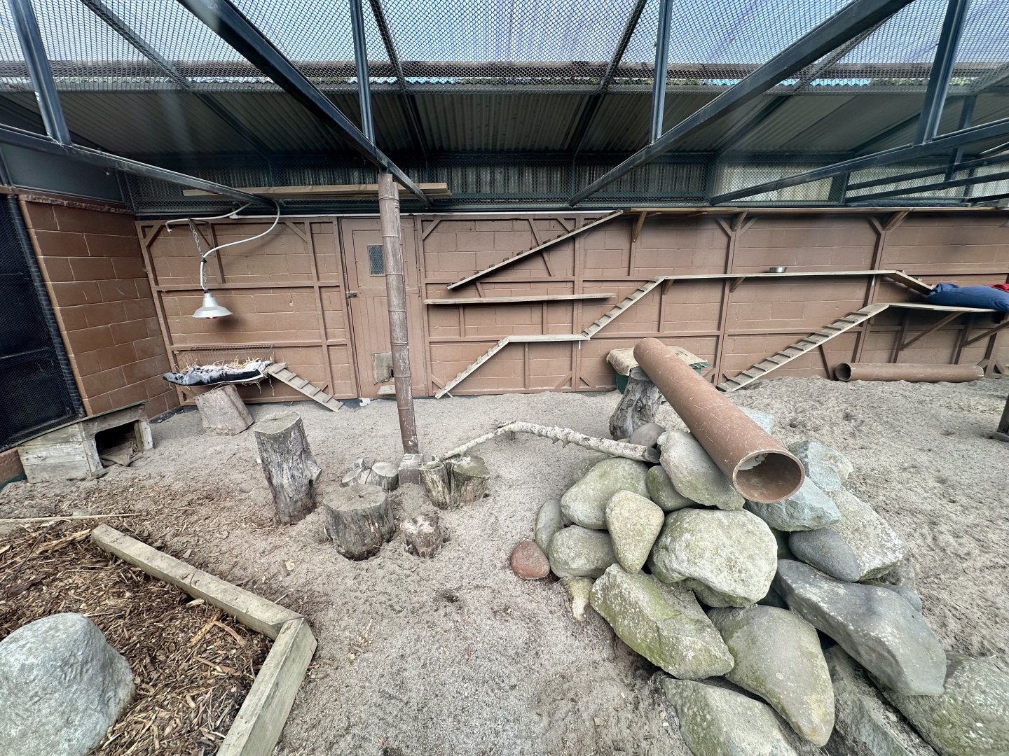 Slender-tailed Meerkat Exhibit