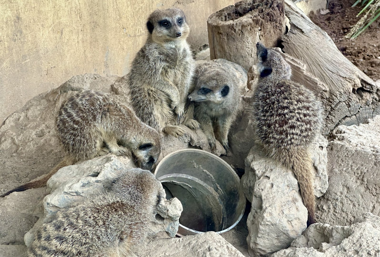 Slender-tailed Meerkat Family