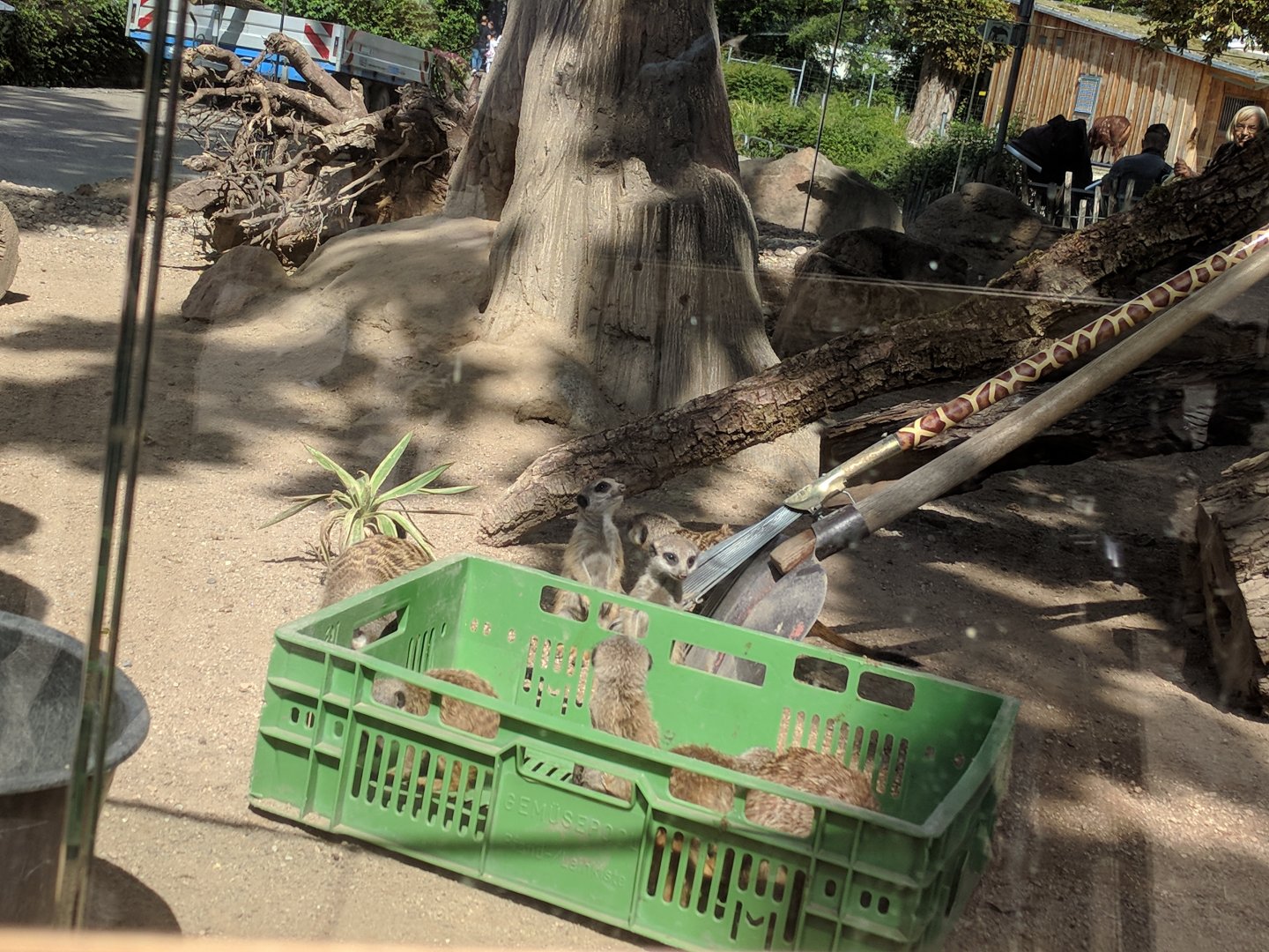 Slender Tailed meerkat feeding