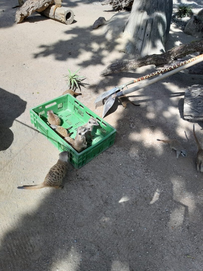 Slender Tailed meerkat feeding