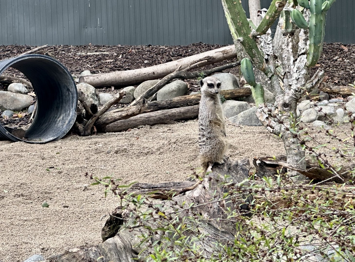 Slender-tailed Meerkat (New Female)