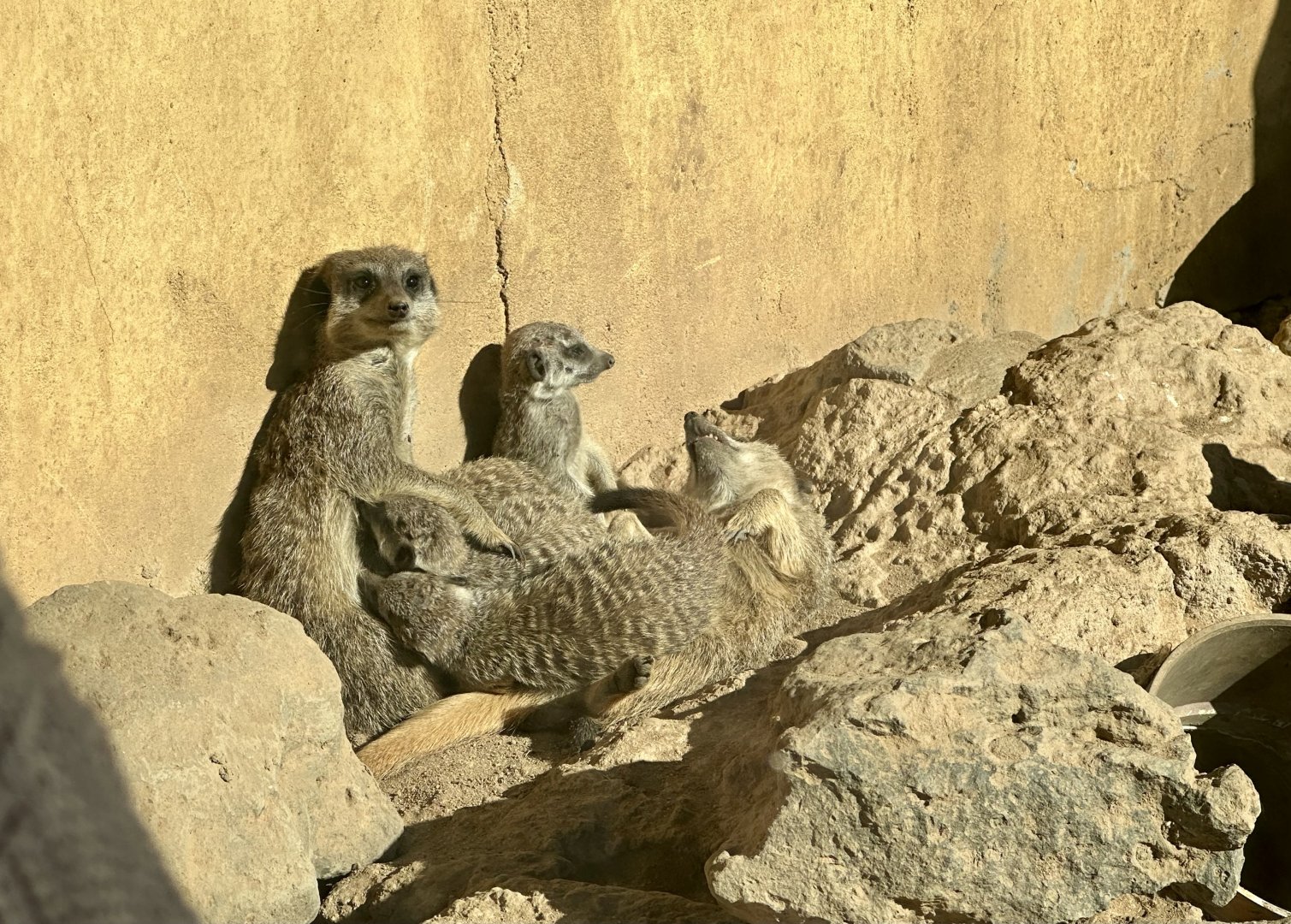 Slender-tailed Meerkat (Nursing Pups)