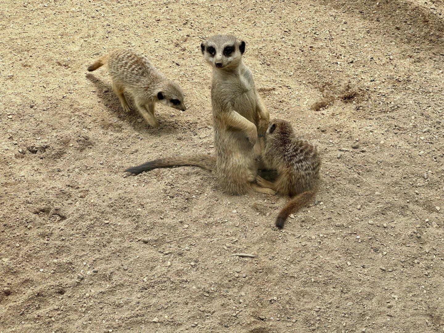Slender-tailed Meerkat Nursing Young