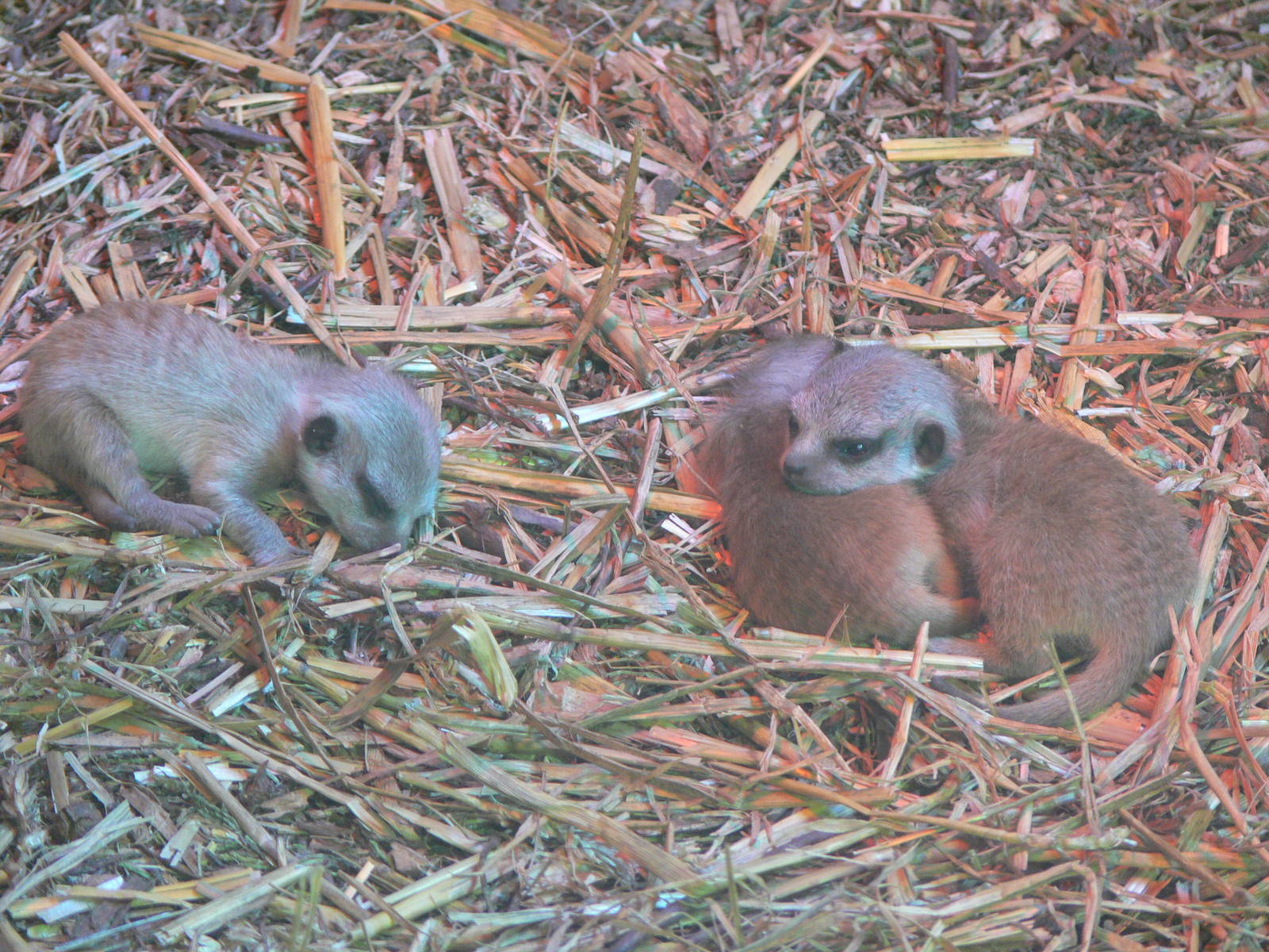 Slender tailed Meerkat pups at Blackpool Zoo, 26/05/13