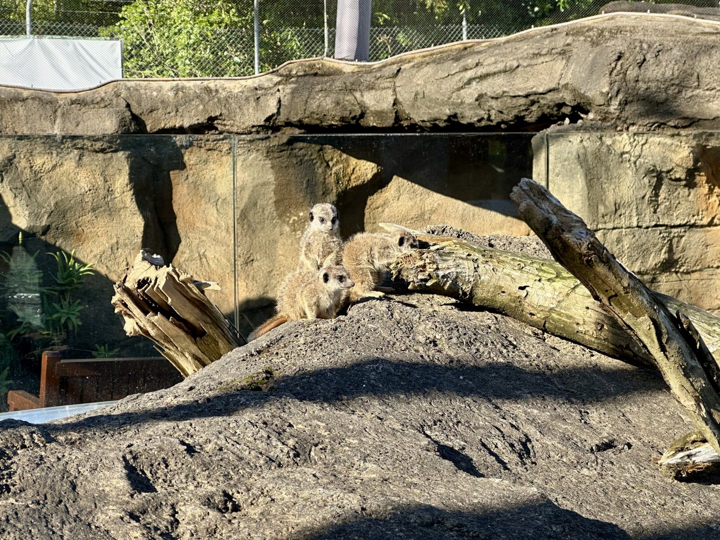 Slender-tailed Meerkat Pups (Seven Weeks Old)