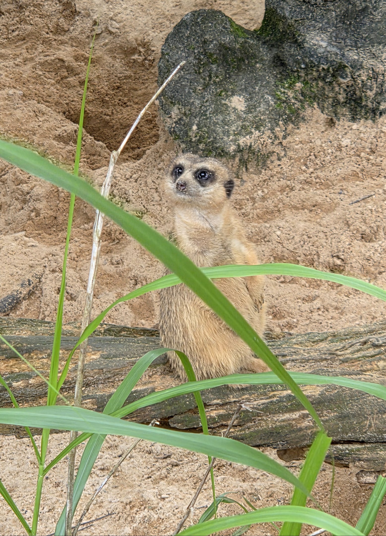 Slender-Tailed Meerkat - Riverbanks Zoo
