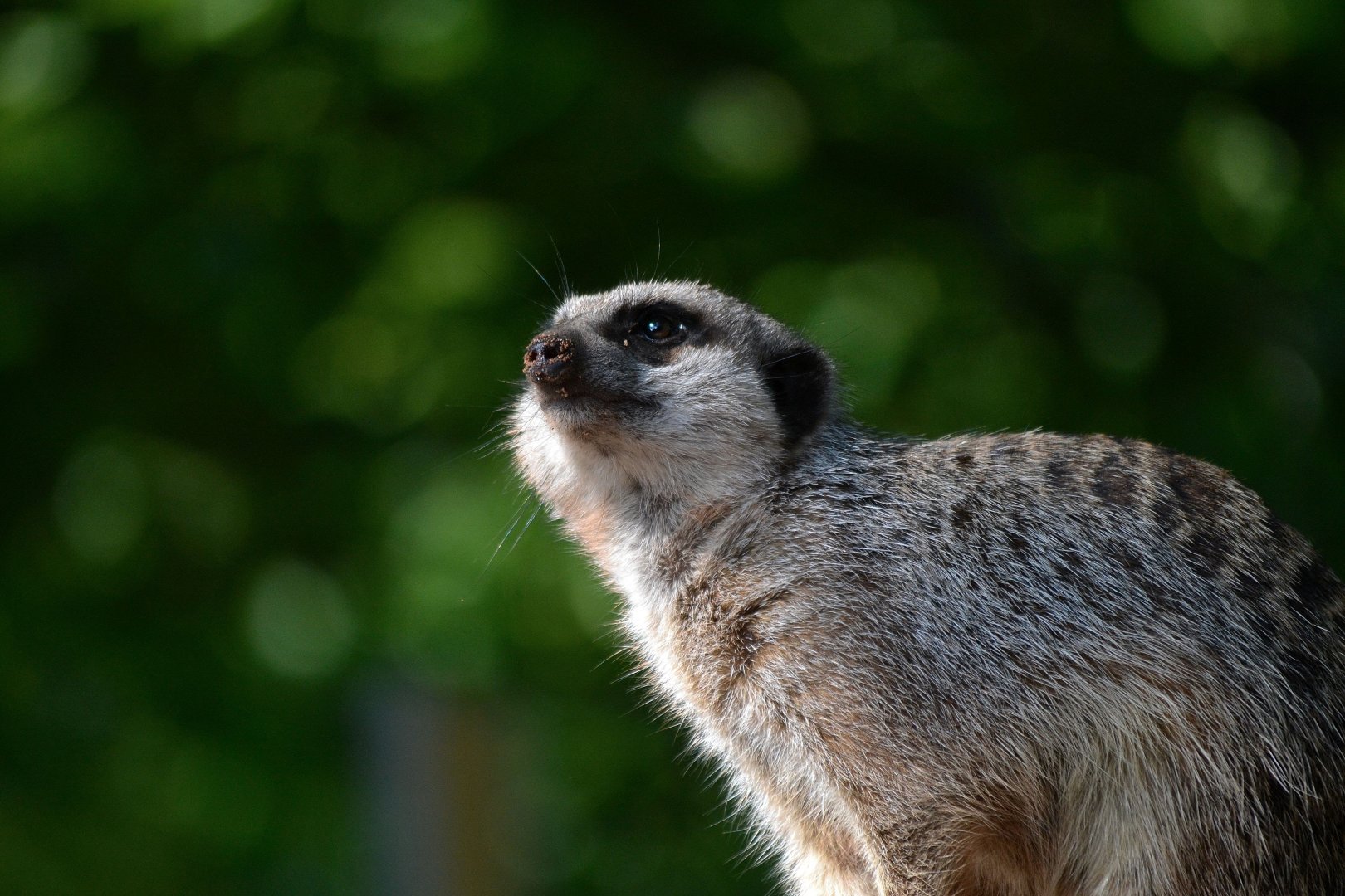 Slender Tailed Meerkat - September 2016