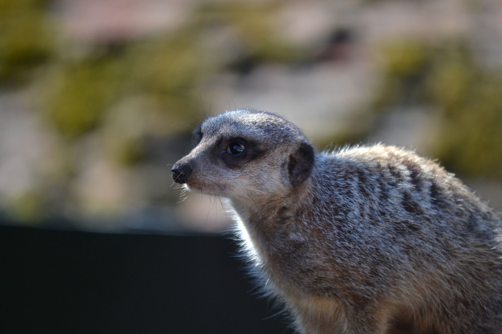 Slender Tailed Meerkat - September 2016