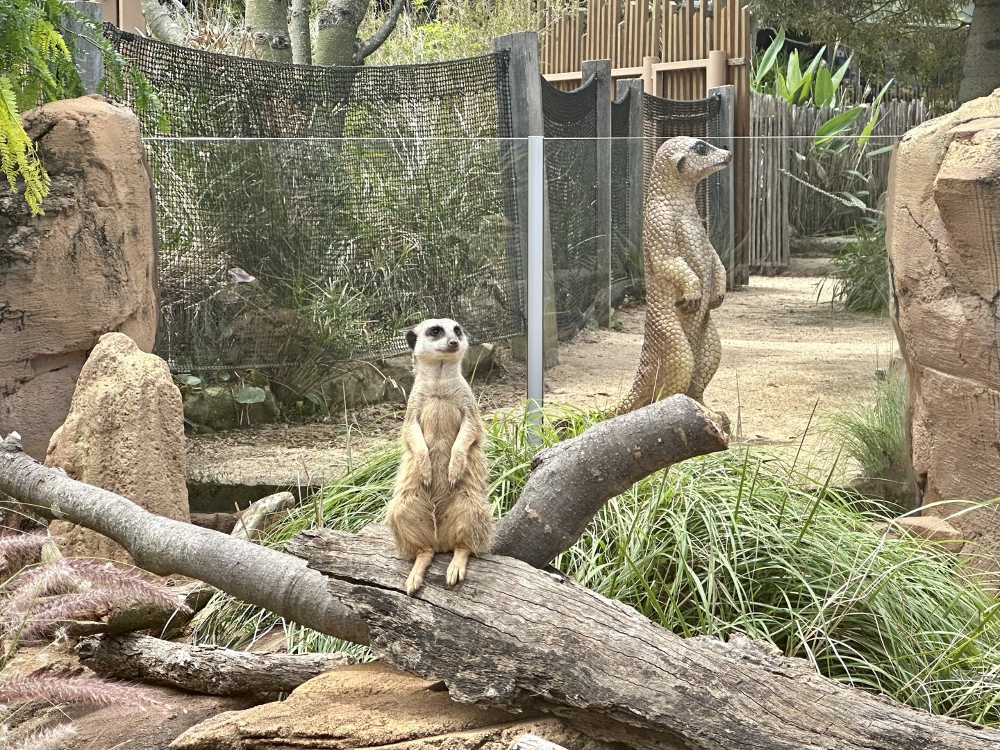 Slender-tailed Meerkat Statue