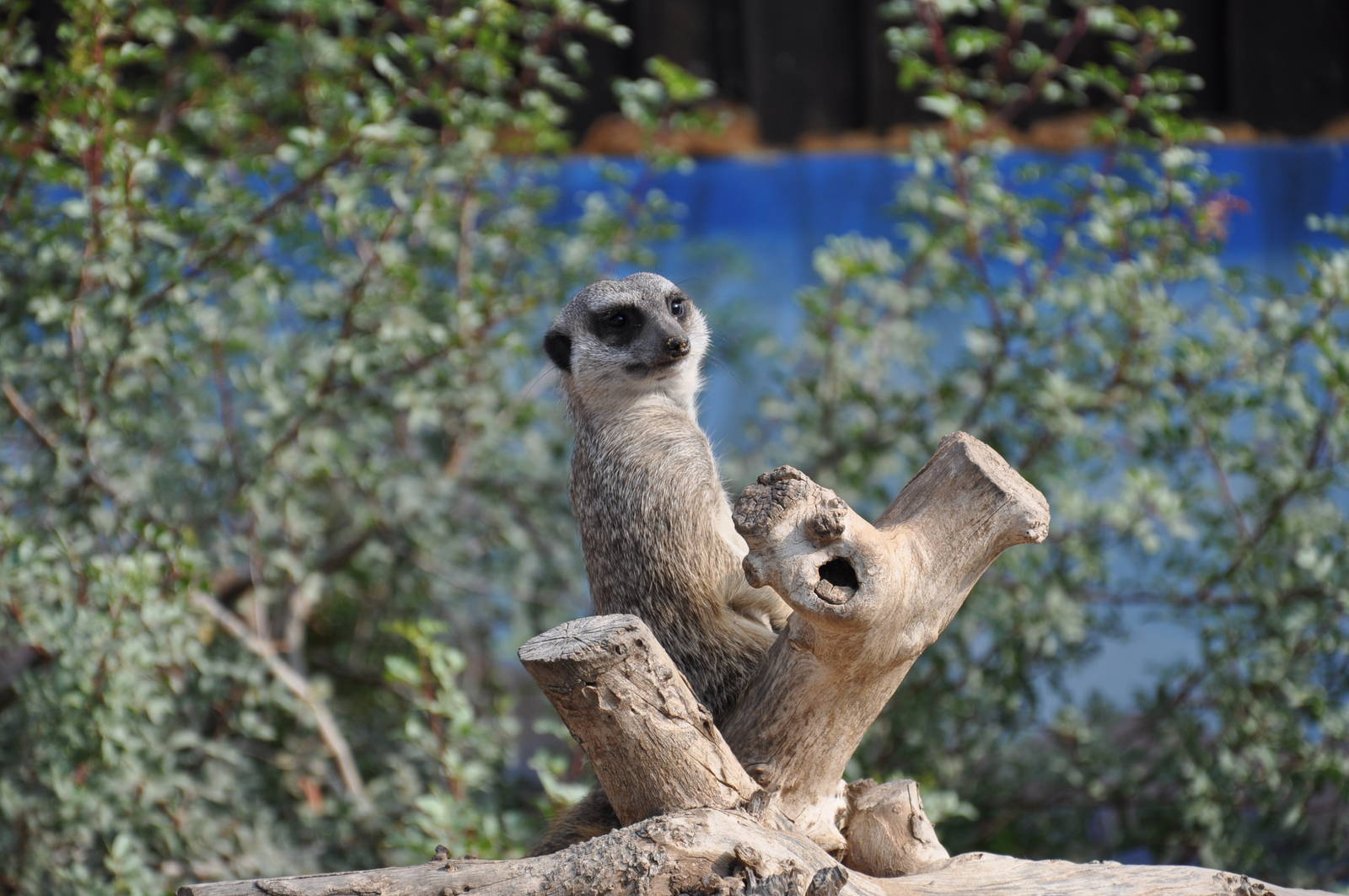 Slender-tailed meerkat/ Suricata suricatta