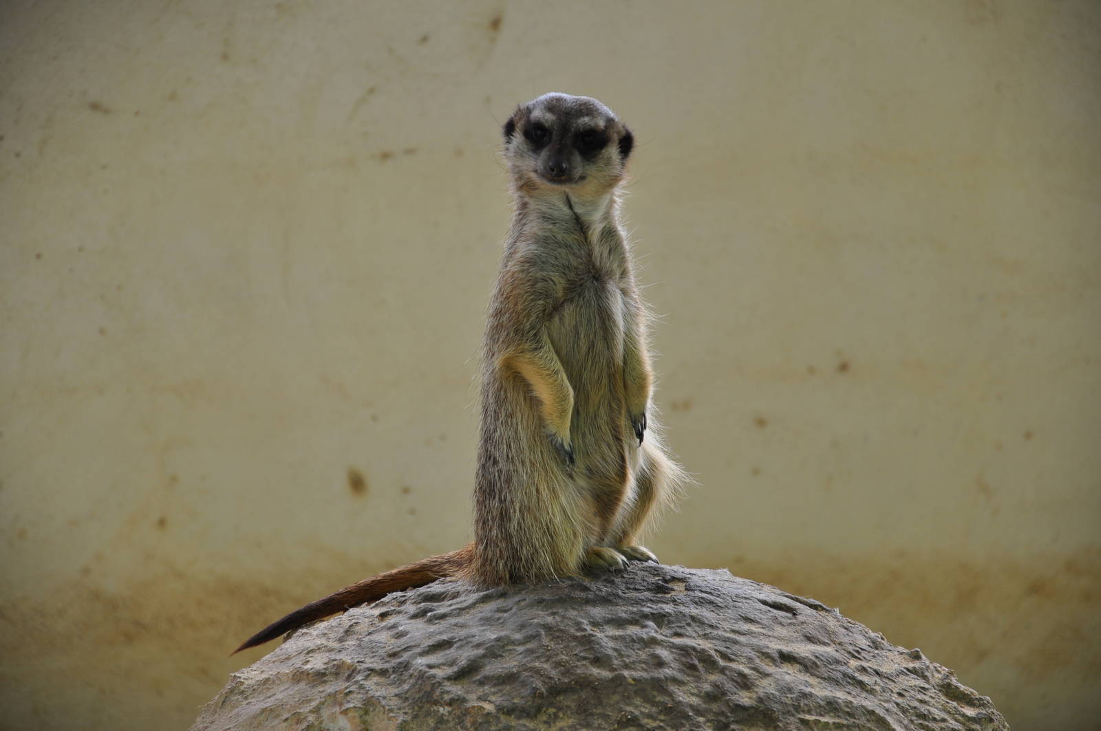 Slender-tailed meerkat/ Suricata suricatta