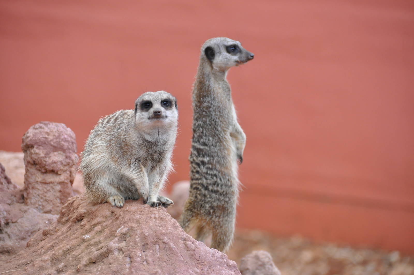 Slender-tailed meerkat/ Suricata suricatta