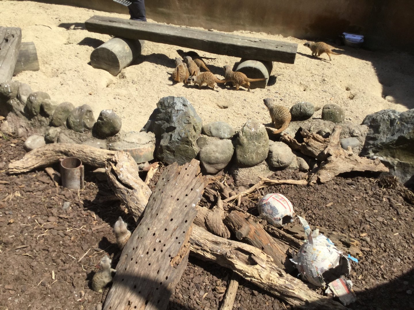 Slender-tailed meerkat (Suricata suricatta)