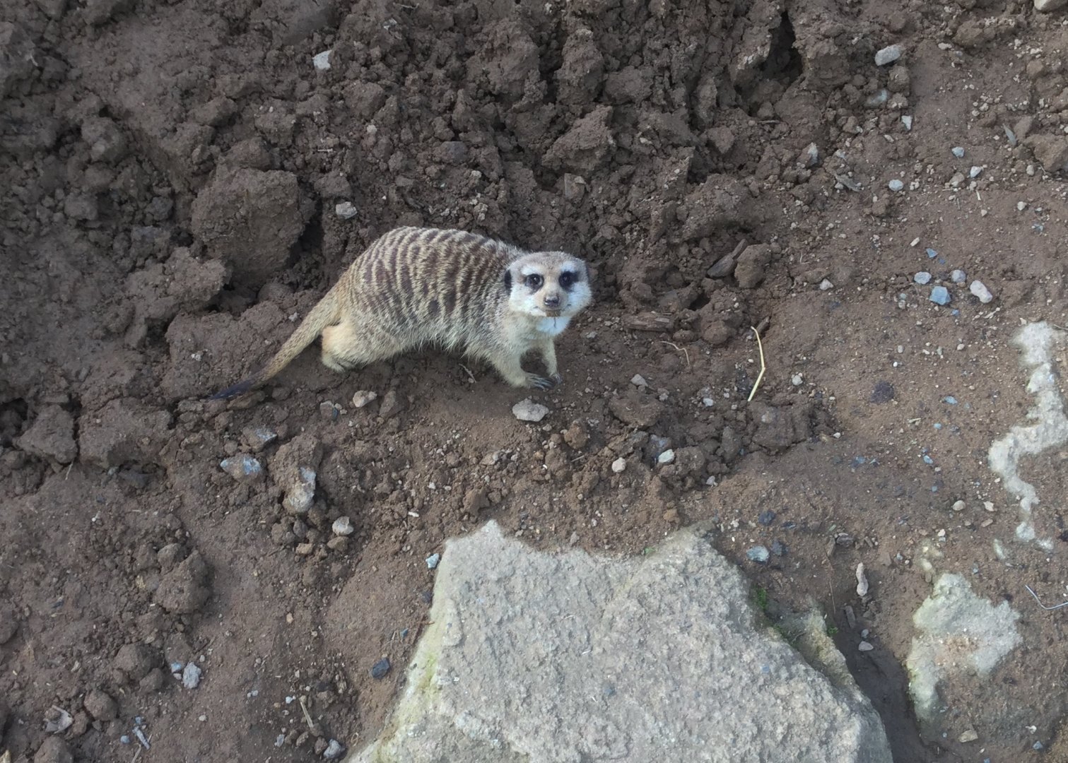 Slender-tailed meerkat (Suricata suricatta)