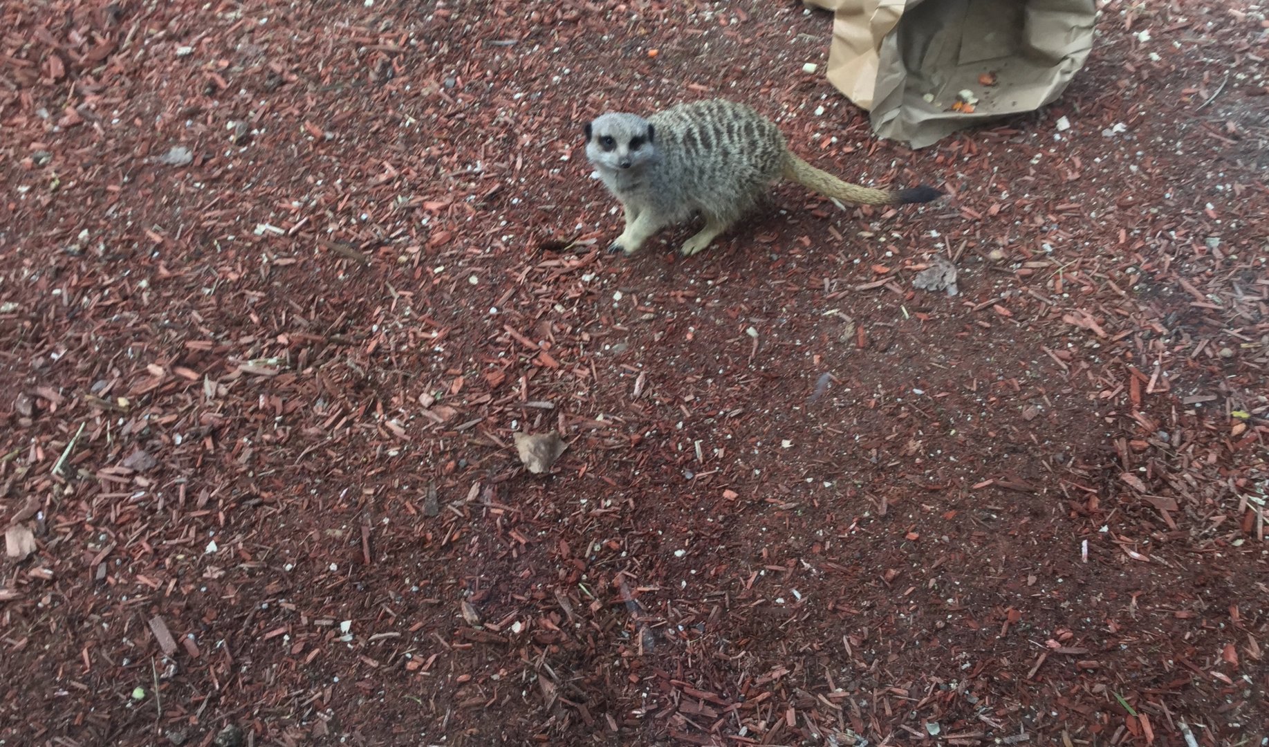 Slender-tailed meerkat (Suricata suricatta)