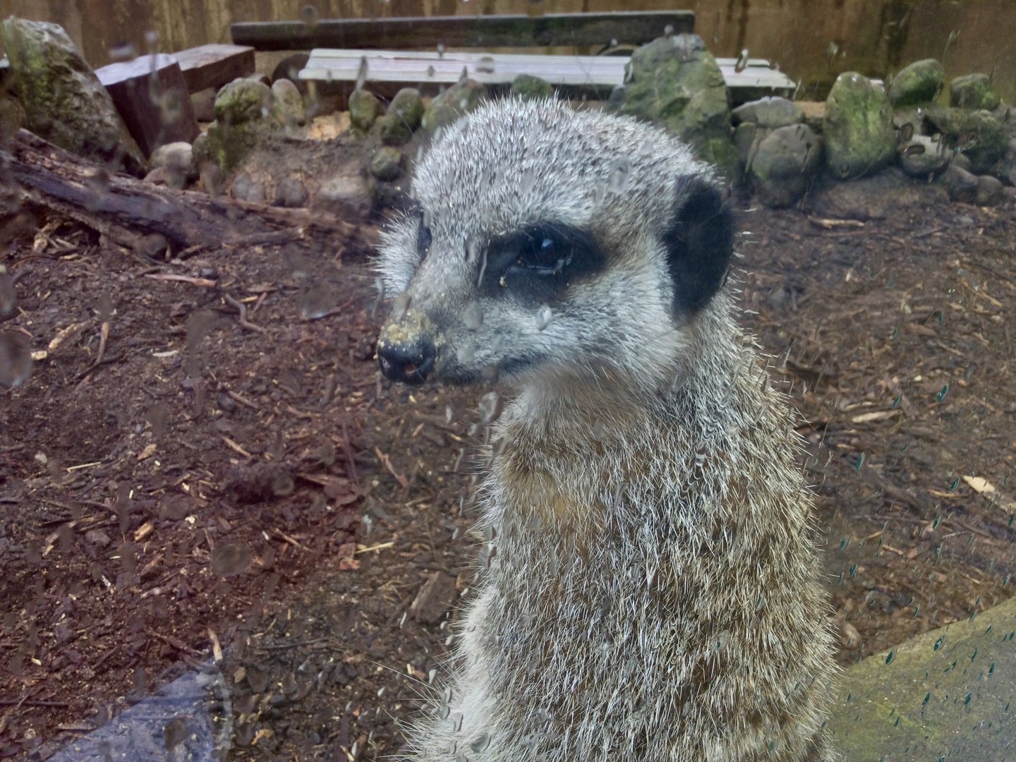 Slender-tailed meerkat (Suricata suricatta)