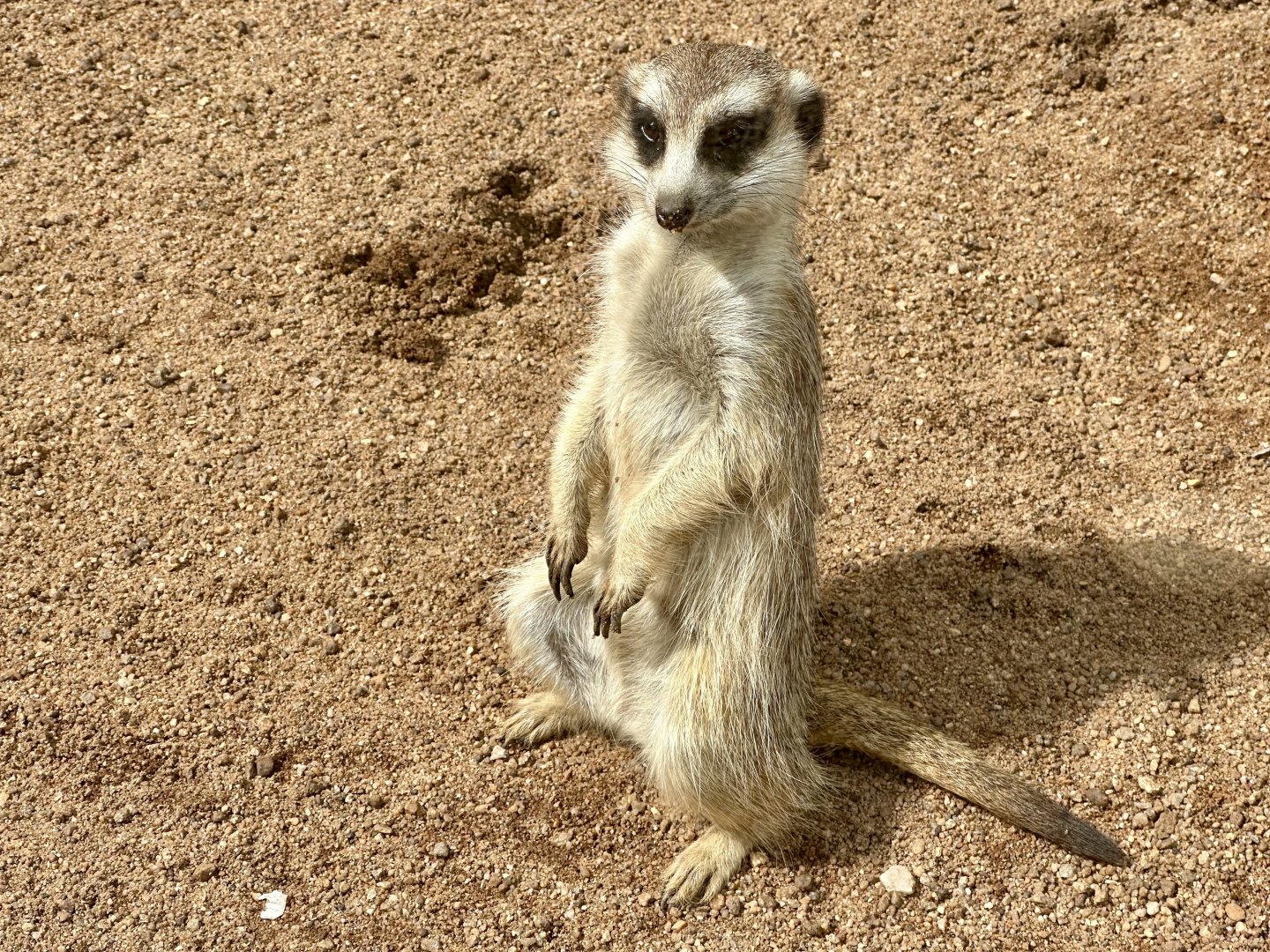 Slender-tailed meerkat (Suricata suricatta)