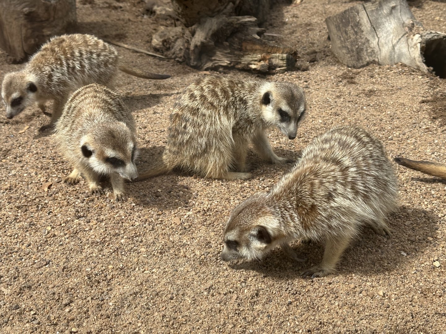 Slender-tailed meerkat (Suricata suricatta)