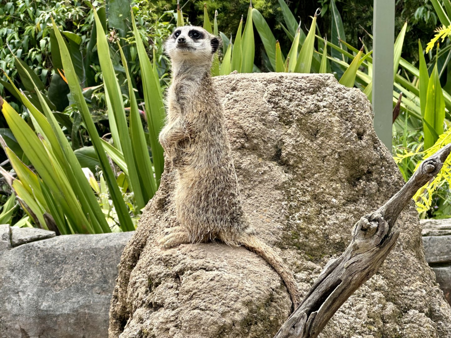 Slender-tailed meerkat (Suricata suricatta)