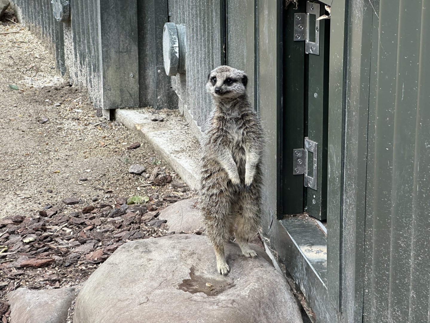 Slender-tailed meerkat (Suricata suricatta)