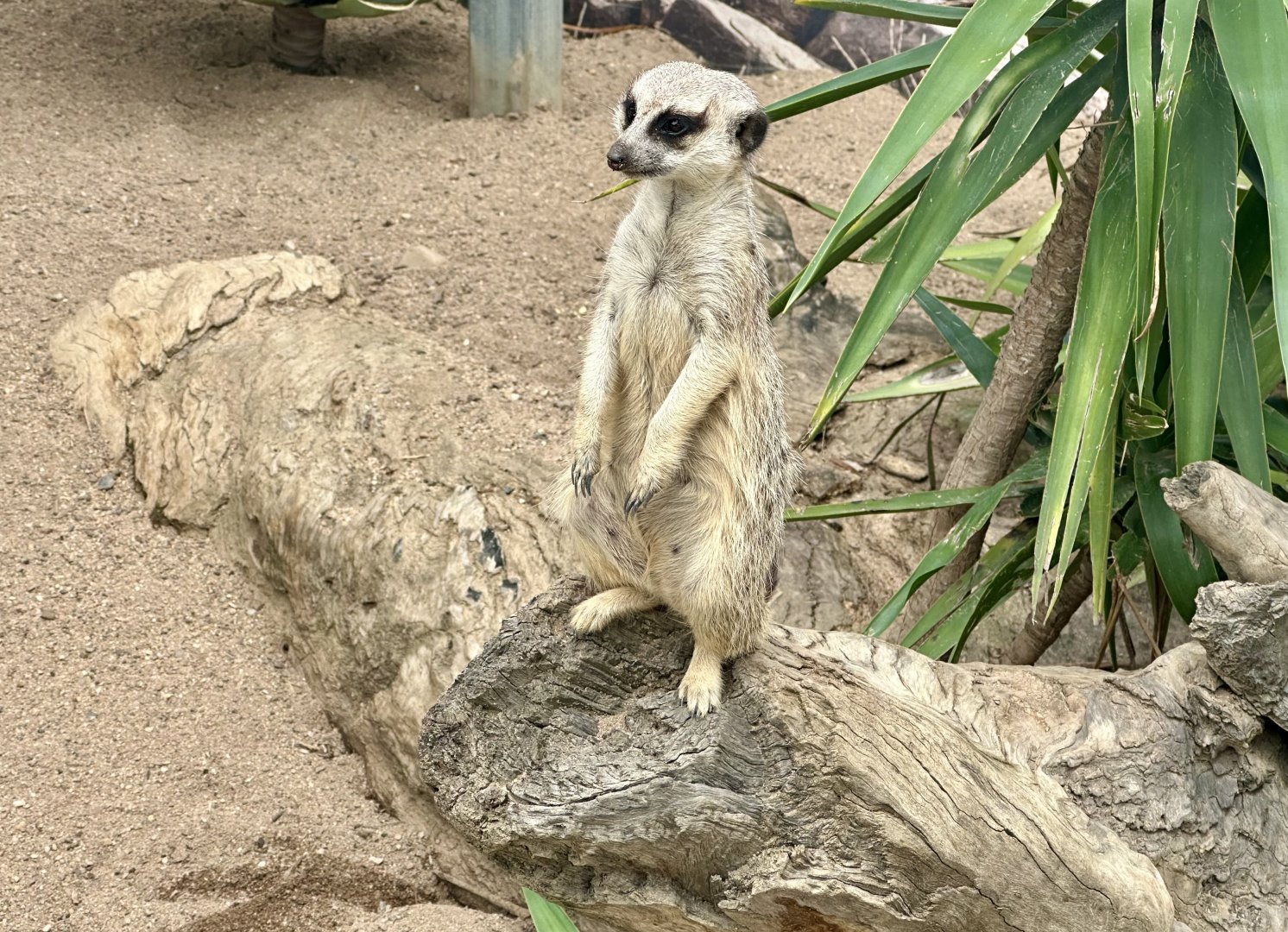 Slender-tailed meerkat (Suricata suricatta)