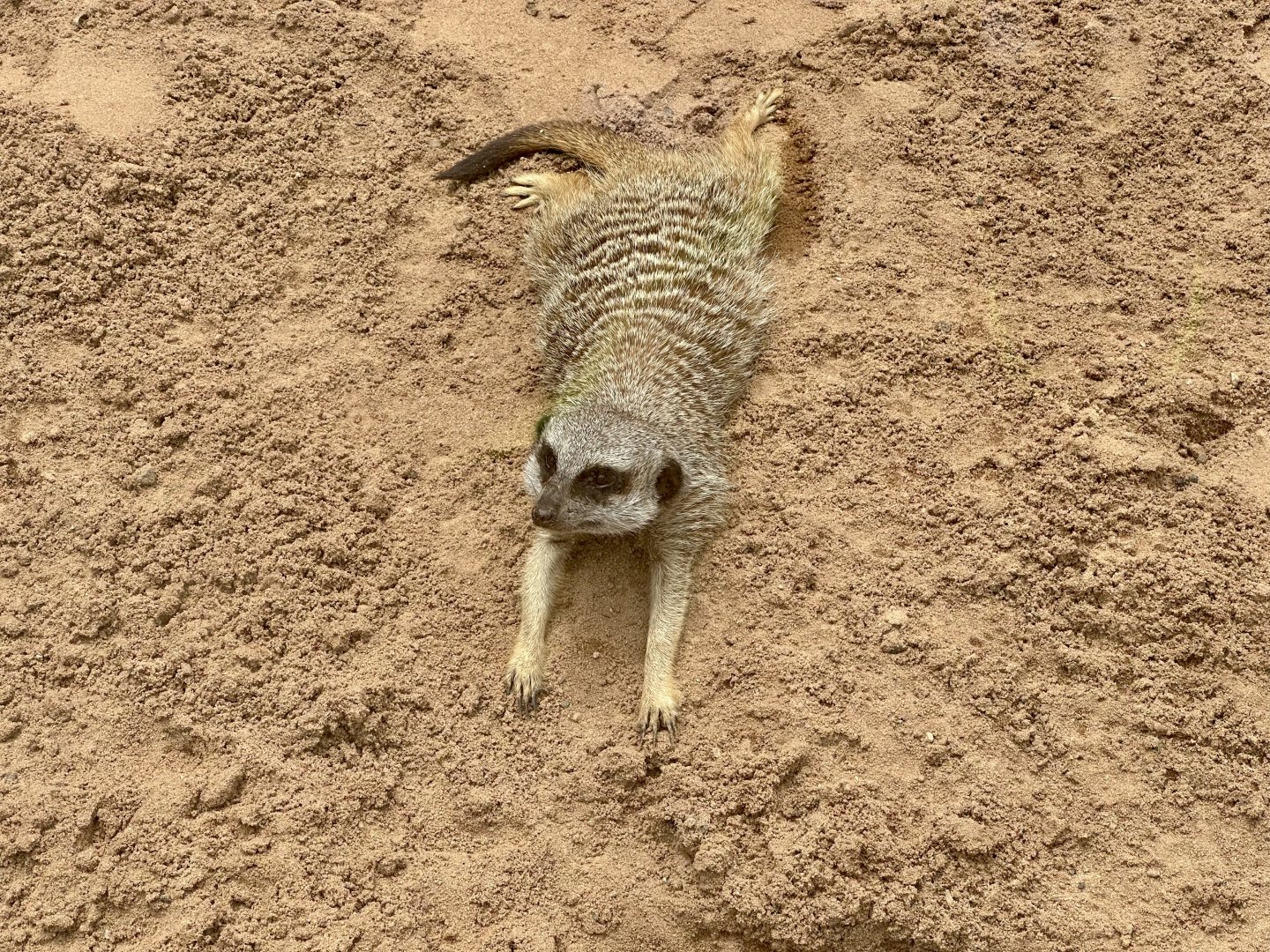 Slender-tailed meerkat (Suricata suricatta)