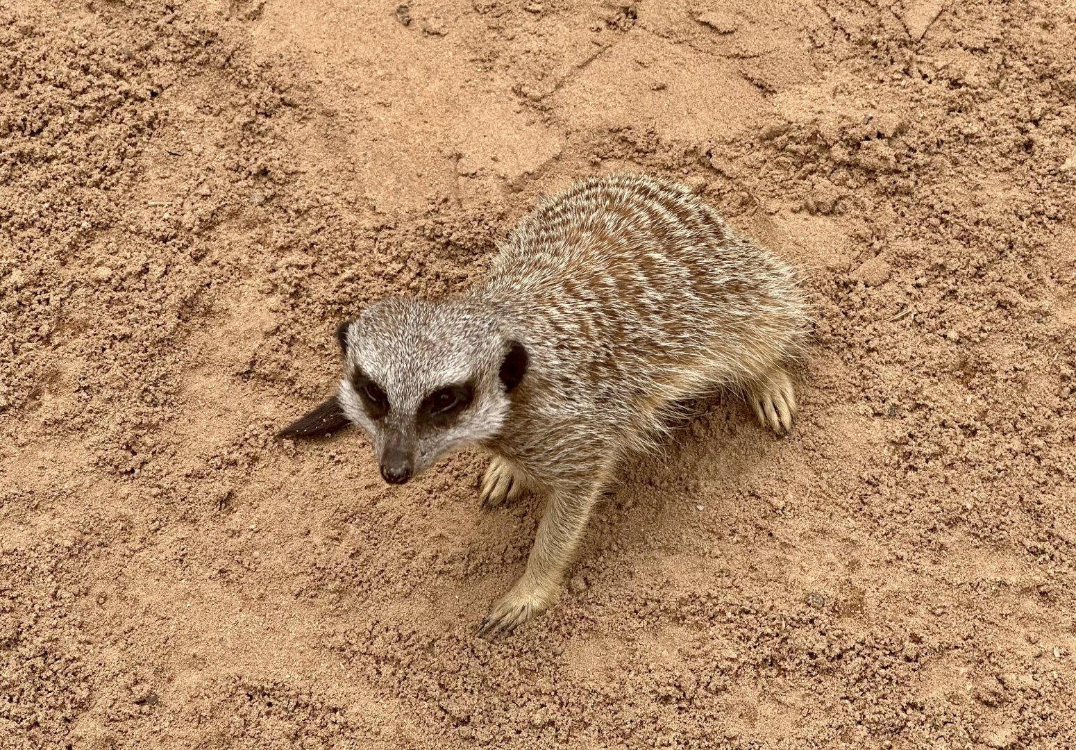 Slender-tailed meerkat (Suricata suricatta)