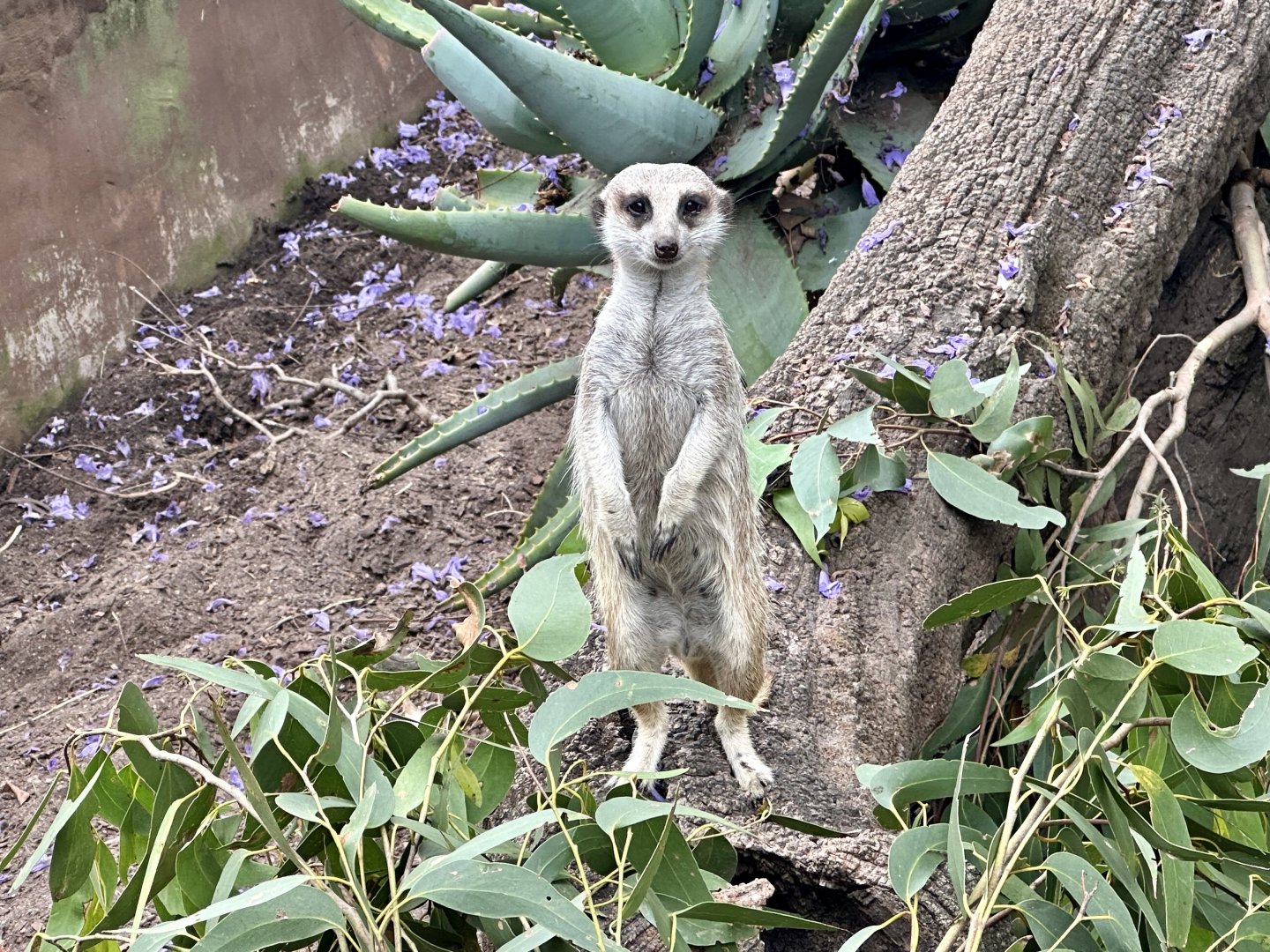 Slender-tailed meerkat (Suricata suricatta)
