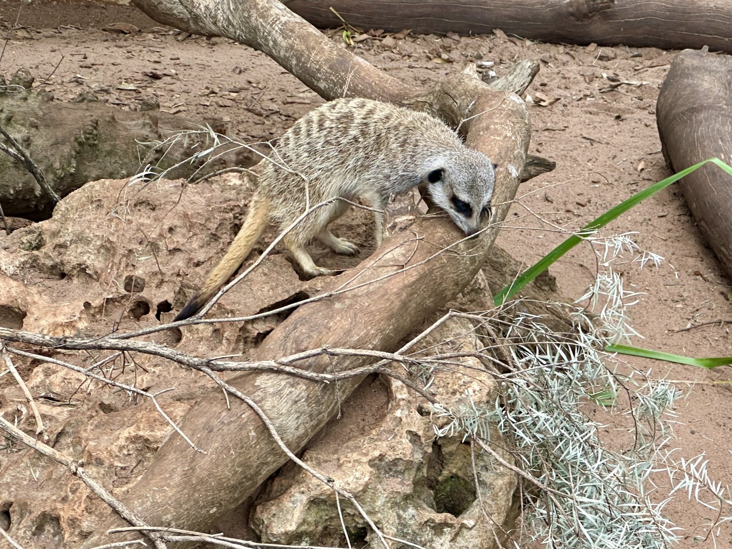 Slender-tailed meerkat (Suricata suricatta)