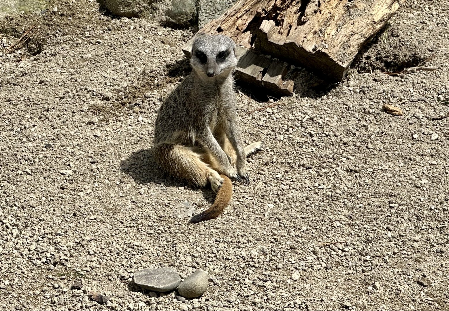 Slender-tailed meerkat (Suricata suricatta)