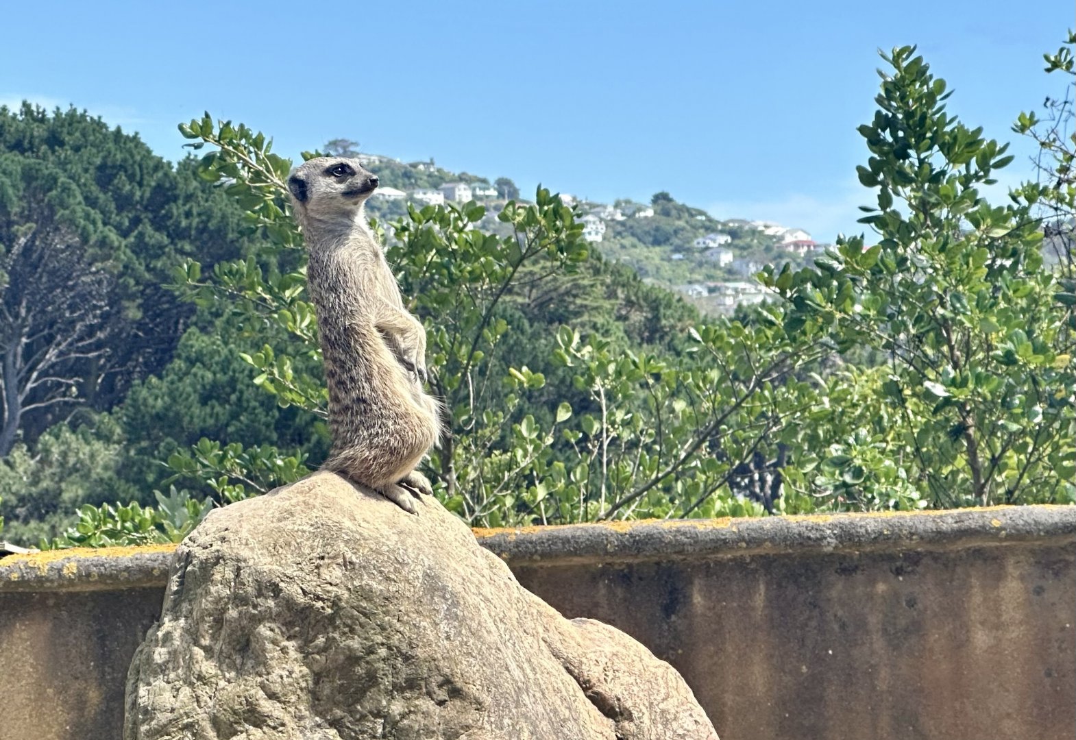 Slender-tailed meerkat (Suricata suricatta)