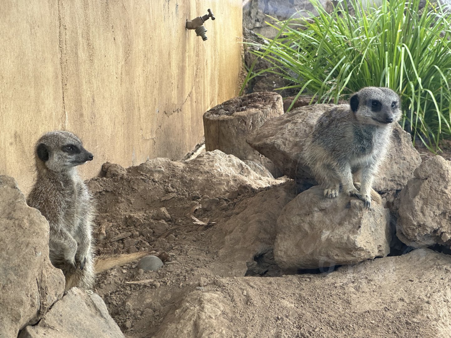 Slender-tailed meerkat (Suricata suricatta)