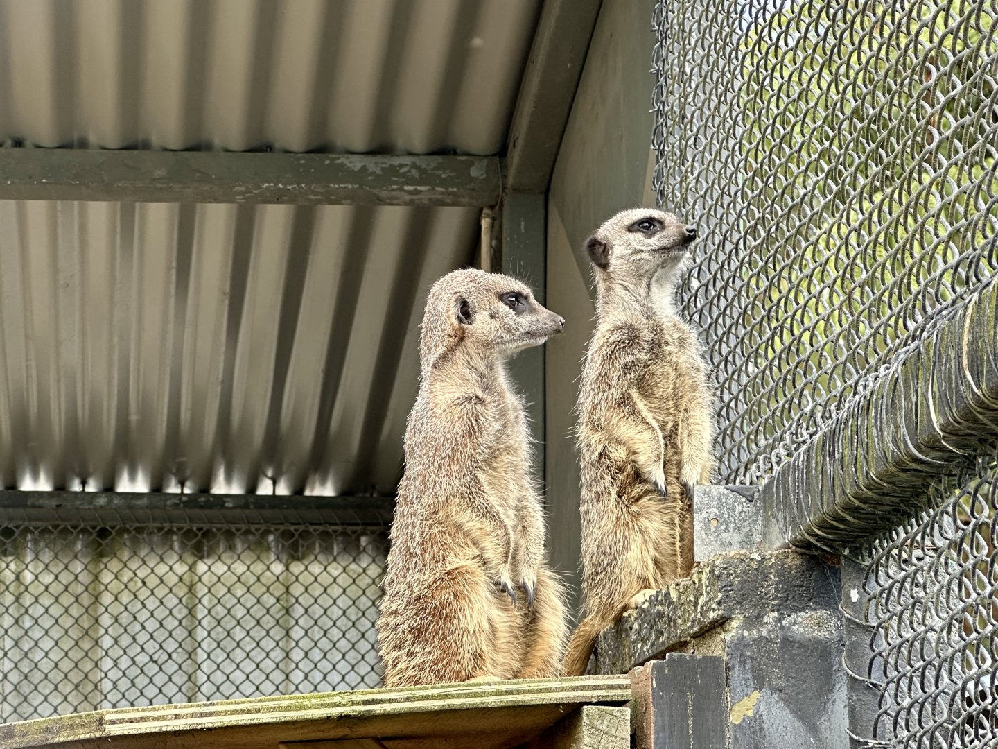 Slender-tailed meerkat (Suricata suricatta)